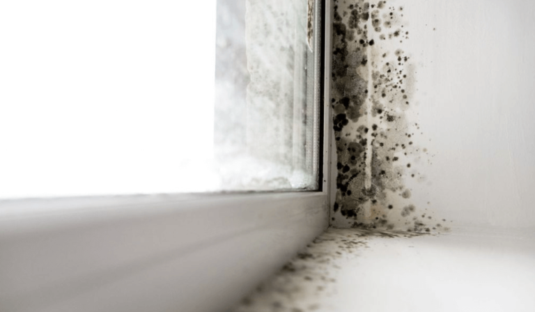 Can-Humidifiers-Cause-Mold